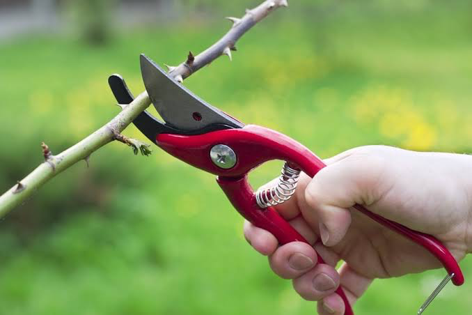 rose pruning.png